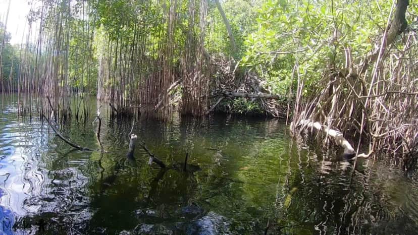 Wakacje i wycieczki Jamajka wszystko o Black River Safari 14