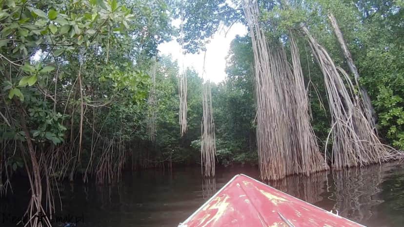 Wakacje i wycieczki Jamajka wszystko o Black River Safari 16