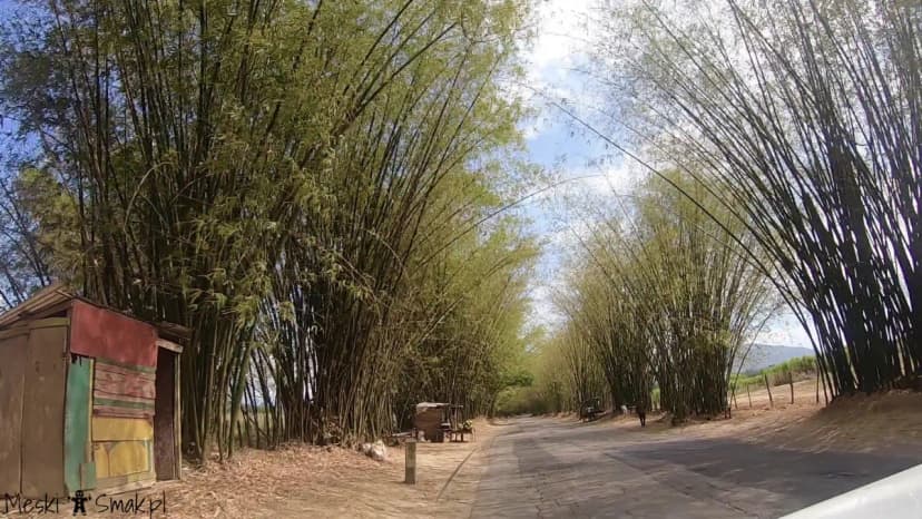 Bamboo Avenue St Elizabeth