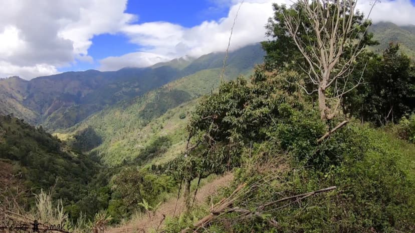 Wakacje i wycieczki Jamajka wszystko o Góry Błękitne Blue Mountains 19
