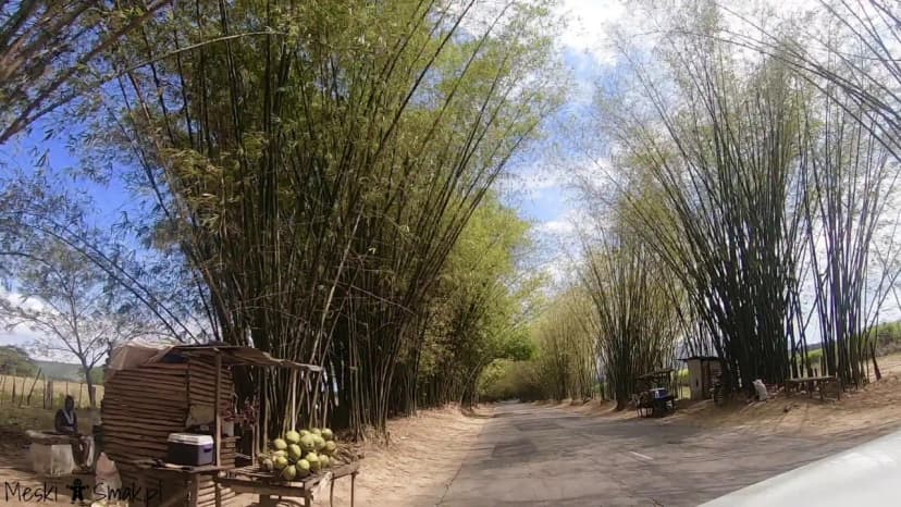 Wakacje i wycieczki Jamajka aleja bambusowa Bamboo Avenue 2