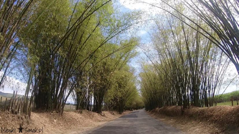Wakacje i wycieczki Jamajka aleja bambusowa Bamboo Avenue 3