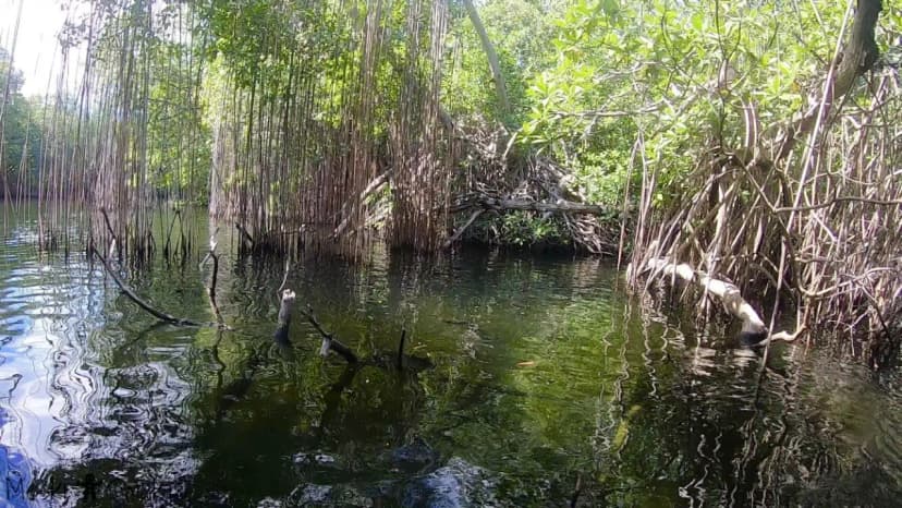 Wakacje i wycieczki Jamajka wszystko o Black River Safari 14