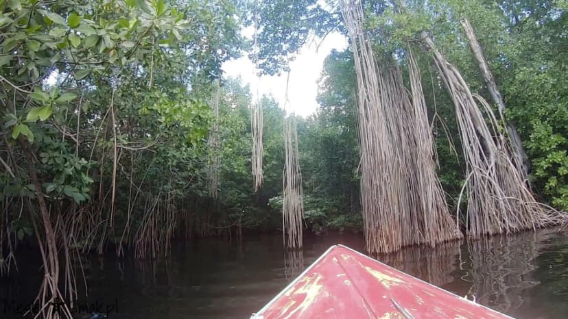 Wakacje i wycieczki Jamajka wszystko o Black River Safari 16