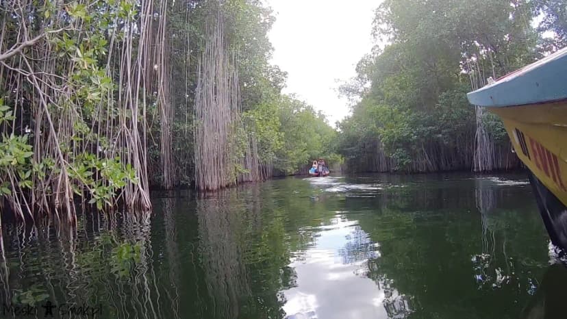 Wakacje i wycieczki Jamajka wszystko o Black River Safari 7