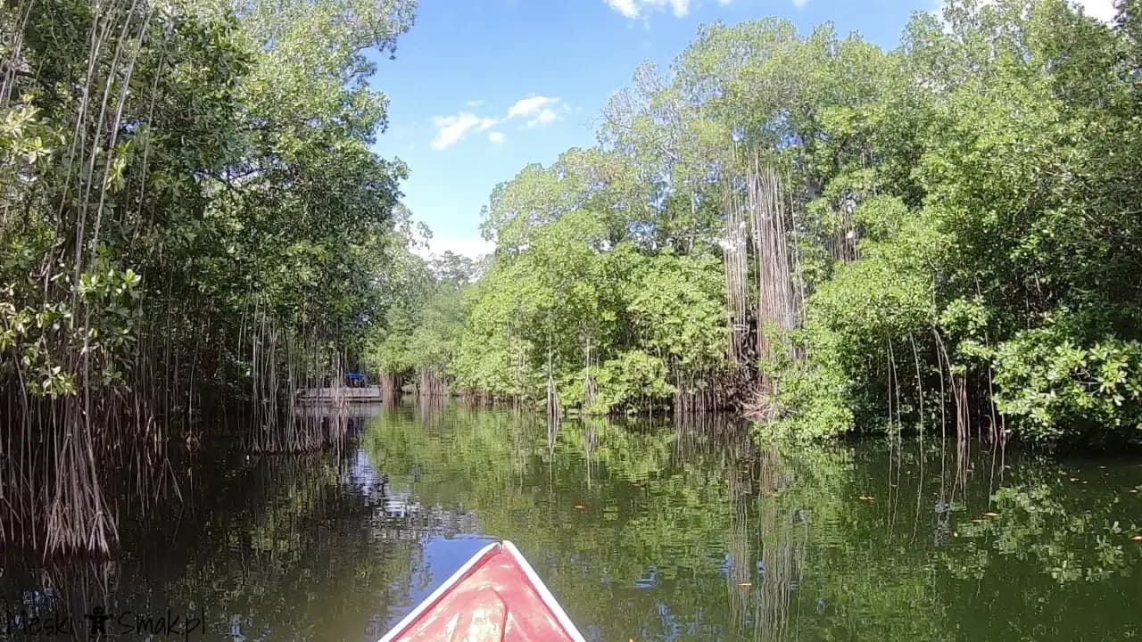 Wakacje i wycieczki Jamajka: wszystko o Black River Safari