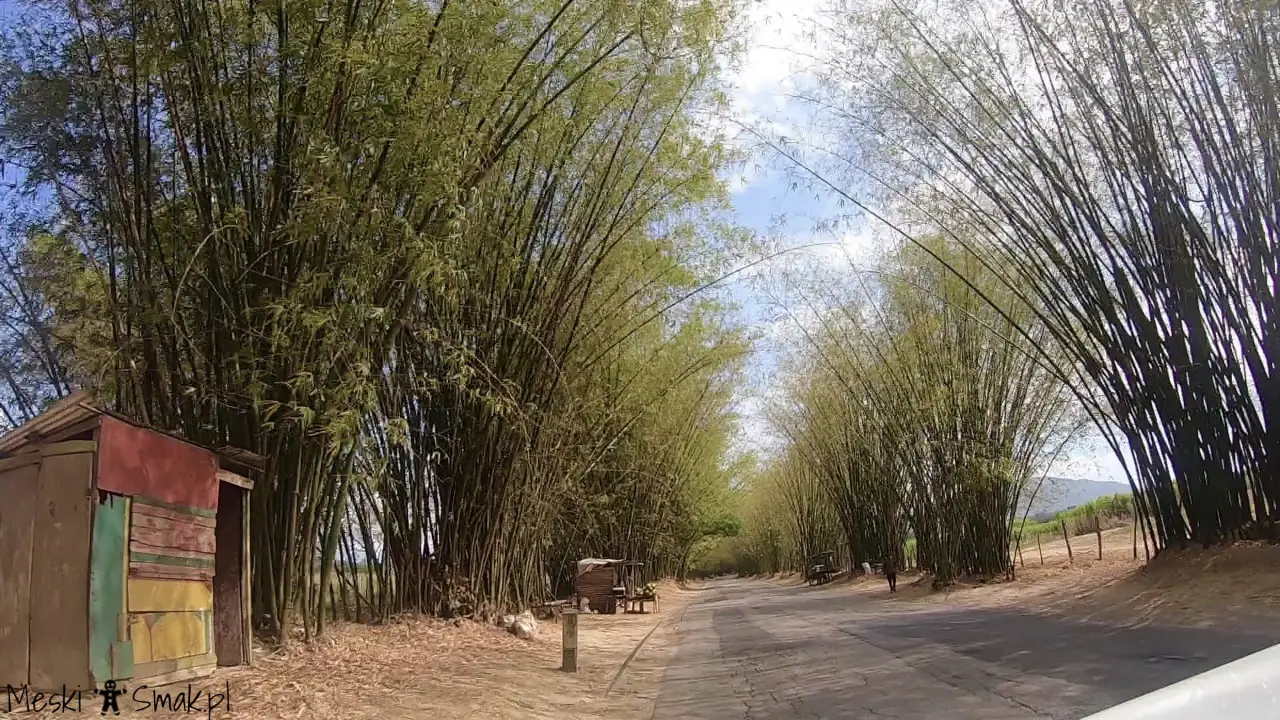 Wakacje i wycieczki Jamajka: aleja bambusowa Bamboo Avenue